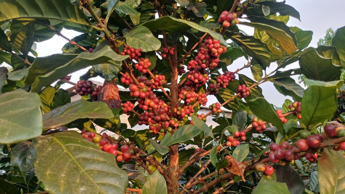 Get Vietnamese coffee beans at best price in UAE