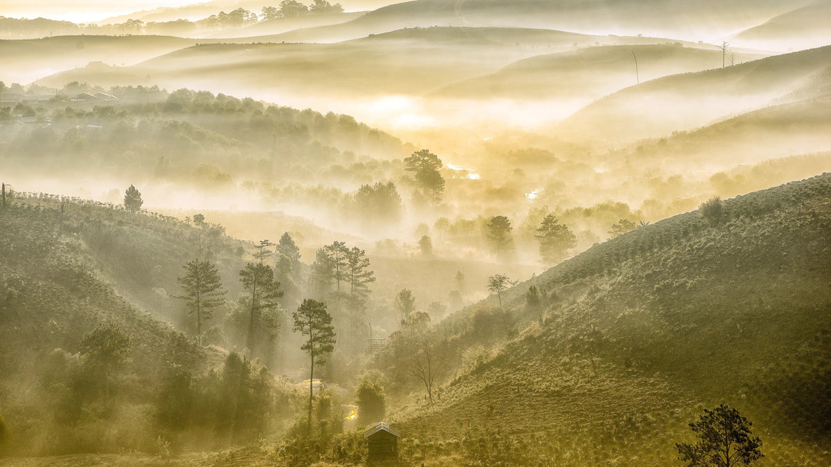The sun rise in coffee's farm in Da Lat, Vietnam.