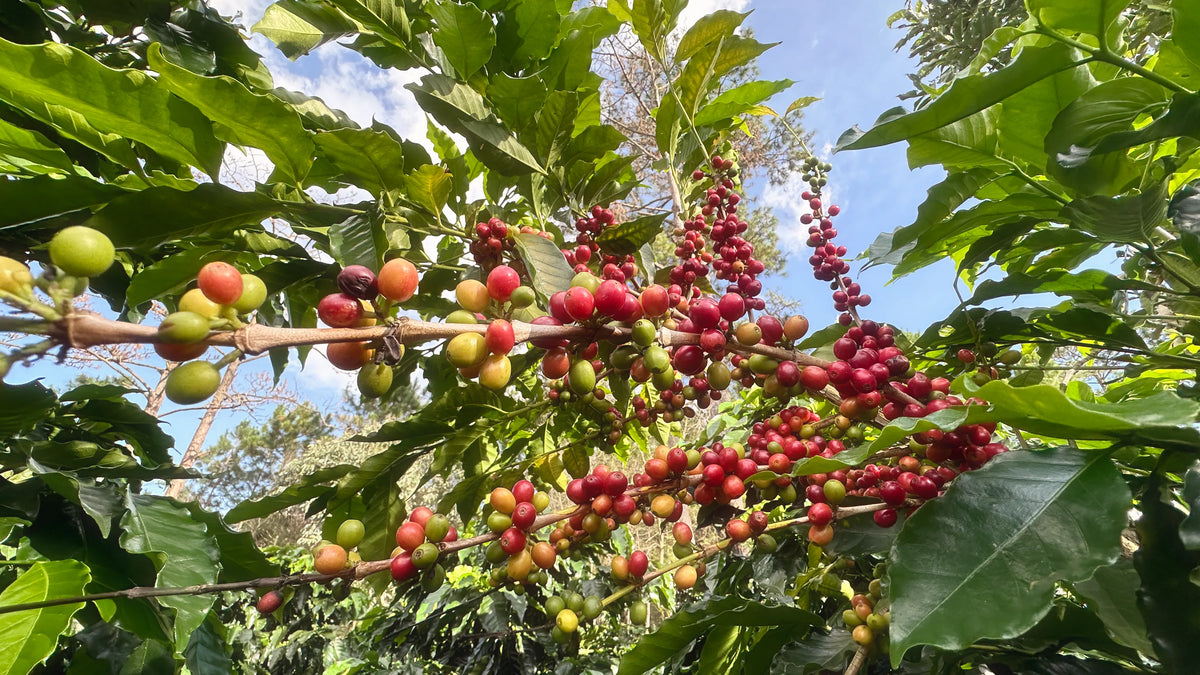 Coffee cherries in various stages of ripening on a coffee tree branch, with bright red, yellow, and green cherries contrasting against lush green leaves under a clear sky. This photo was taken on a farm in Xuan Tho, Lam Dong, Vietnam.